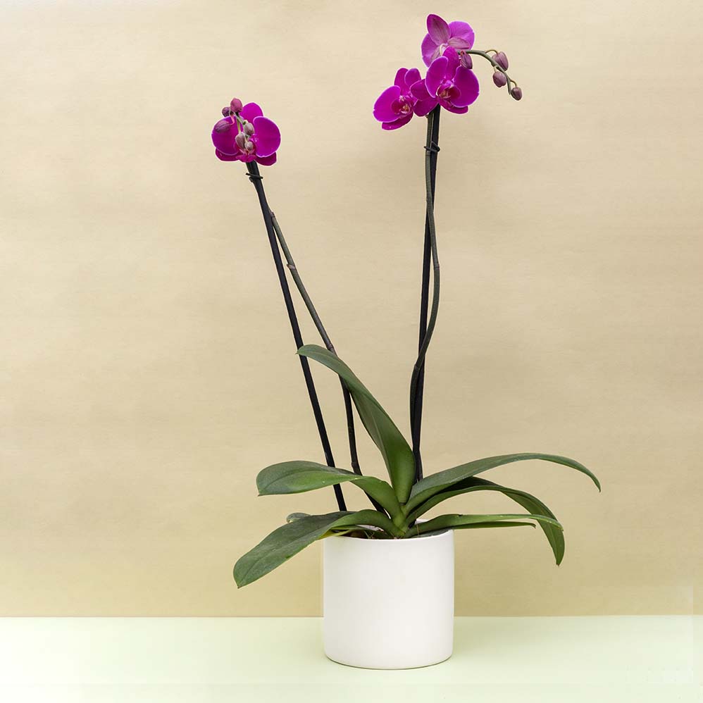 Orquídea grande morada